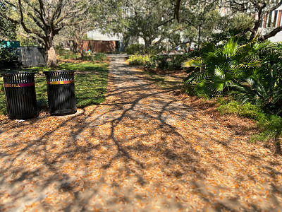 Live Oak leaf shedding on campus
